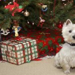 pet_present