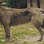 irish_wolfhound