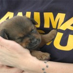 animal_rescue