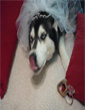dog-wedding