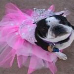 dog_princess