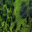 Green Spaces Green Spaces