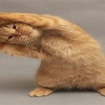 cat_old_2