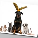 pets