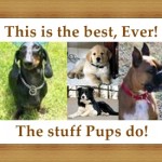 dogsbanner