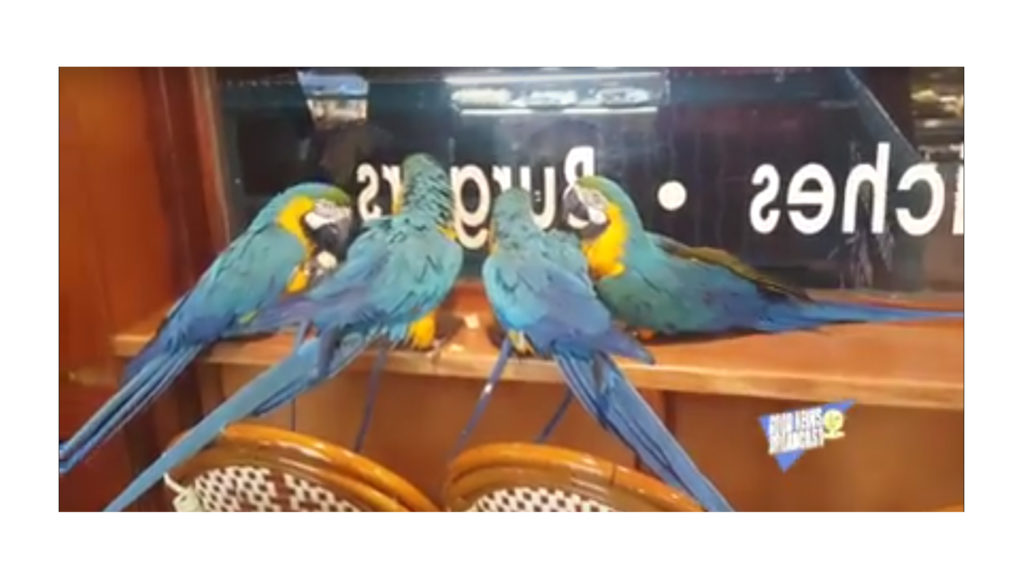 parrots_4_peace_1
