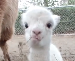 Cute Alpaca Babies Good News