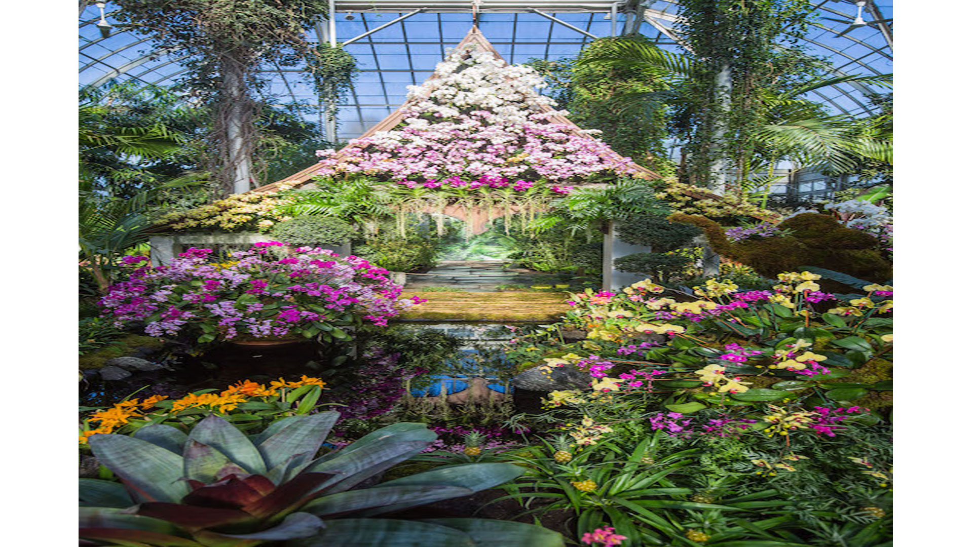 World Of Spectacular Color Orchid Show Good News 
